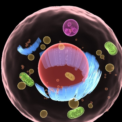 Review published in Geroscience